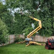 How Our Tree Care Process Works  in  Marina, CA