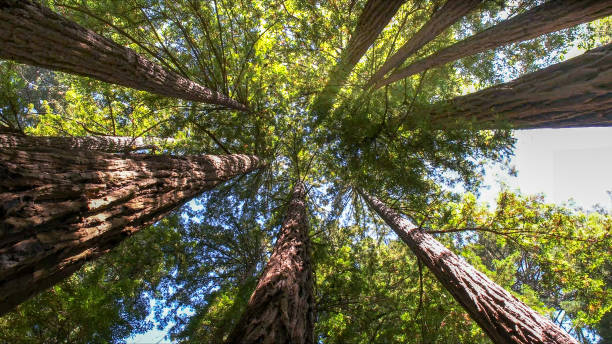 Best Hazardous Tree Removal  in Marina, CA