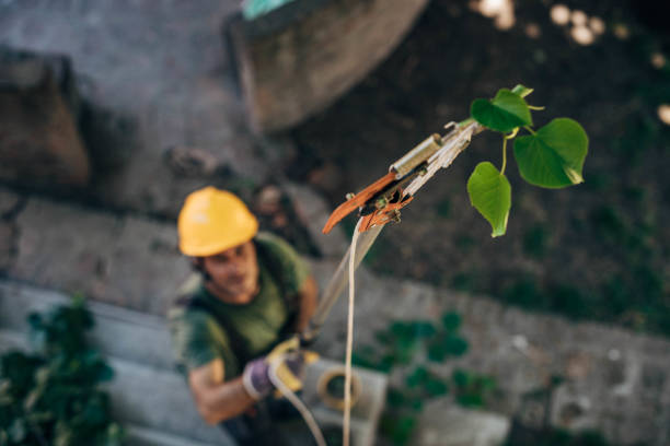 Tree and Shrub Care in Marina, CA